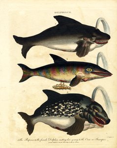 Gatunki delfinów - morświny i orki autorstwa John Chapman