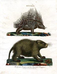Hystrix (jeżozwierze)