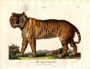 Królewski tygrys bengalski (Felis Tigris) autorstwa John Chapman