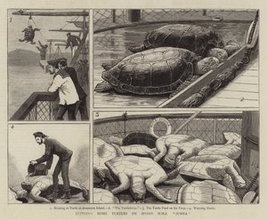 Wprowadzenie żółwi domowych na pokład HMS Jumna autorstwa John Charles Dollman