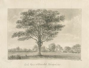 Boscobel - The Royal Oak : rysunek w sepii, 1820 autorstwa John Chessell Buckler