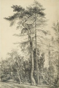 Jodła, c.1833 autorstwa John Constable