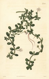 Brahmi lub hyzop wodny, Bacopa monnieri autorstwa John Curtis
