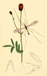 „Crane-Fly: Tipula longicornis”, 1834, 1945. autorstwa John Curtis