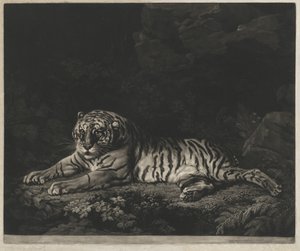 Tygrysica autorstwa John Dixon after George Stubbs