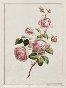 Kolekcja kwiatów rysowanych za naturą - Kapusta prowincja Róża, 1801 r.