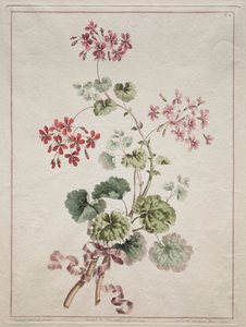 Kolekcja kwiatów zaczerpniętych z natury: nr 6 - Pelargonia szkarłatna i pstrokata autorstwa John Edwards