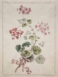 Kolekcja kwiatów zaczerpniętych z natury: nr 6 - Geranium szkarłatny i pstry, 1801. autorstwa John Edwards