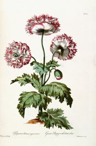 Mak ogrodowy z czarnymi nasionami, 1769