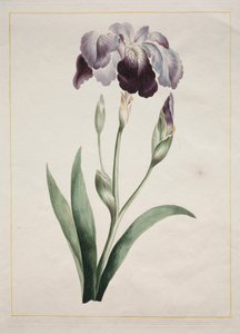 Irys japoński (duża niebieska tęczówka)