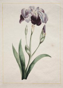 Irys japoński duży niebieski irys, 1801.