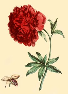 „Piwonia: Paeonia Femina w pełnym czerwonym głównym kwiatu”, 1769, 1946.