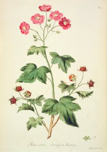 Malina: Sweet Canada (pl.45) z „The British Herbal...” Johna Edwardsa (fl.1763-1812)