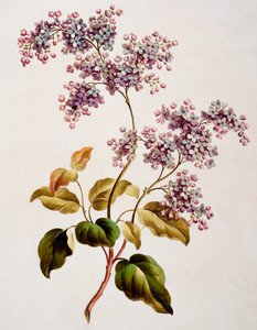 Szkocki bz, wyd. 1793 r.