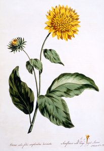 Słonecznik z dużymi, postrzępionymi liśćmi, ilustracja z „The British Herbalist”, opublikowana w marcu 1770 r.