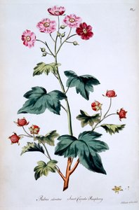 Sweet Canada Raspberry [Rubus odoratus], ilustracja z „The British Herbal” Johna Edwardsa, opublikowana w marcu 1770