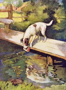 Pies i cień z „Bajek Ezopa”, wyd. Raphael Tuck & Sons Ltd., Londyn (ilustracja książkowa)