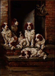 Spaniele Galore autorstwa John Emms