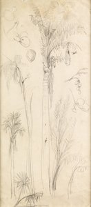 Palmy (ołówek na papierze) autorstwa John Everett Millais