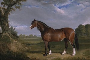 Ogier Clydesdale
