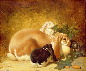 Króliki, 1852