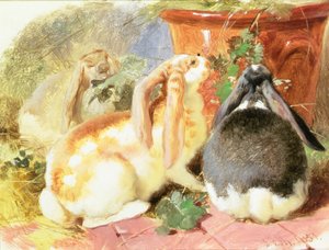 Studium trzech królików z małymi uszami autorstwa John Frederick Herring Senior
