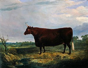 Portret brązowego byka autorstwa John Frederick Herring Senior