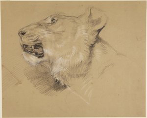 Głowa lwicy autorstwa John Frederick Lewis