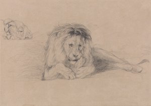 Studium lwa i studium głowy lwicy autorstwa John Frederick Lewis