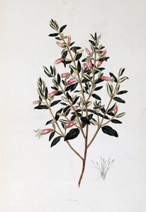 Correa Reflexa, rysunek Johna Fredericka Millera (1759-1796)