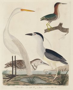 Czapla zielona, czapla ślepota, czapla młoda i czapla biała, opublikowana w latach 1808-1814. autorstwa John G. Warnicke