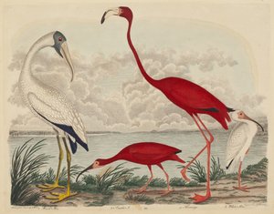 Wood Ibis, Scarlet Ibis, Flamingo i White Ibis, opublikowane w latach 1808-1814. autorstwa John G. Warnicke