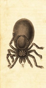 Tarantula różowa, Avicularia avicularia. 1800 (grawerowanie)