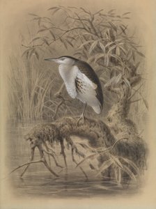 Mały bąk, Ixobrychus minutus autorstwa John Gerrard Keulemans
