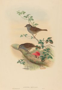 Accentor modularis Dunnock. Twórcy: John Gould, Henry Constantine Richter. autorstwa John Gould and Henry Constantine Richter John Gould and Henry Constantine Richter