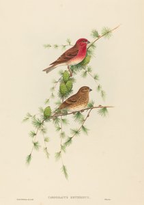 Carpodacus erythrinus Dziwonia zwyczajna. Twórcy: John Gould, Henry Constantine Richter. autorstwa John Gould and Henry Constantine Richter John Gould and Henry Constantine Richter