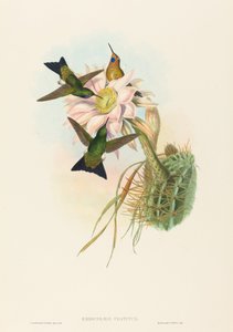 Eriocnemis vestitus Świecąca Puff-Noga. Twórcy: John Gould, Henry Constantine Richter. autorstwa John Gould and Henry Constantine Richter John Gould and Henry Constantine Richter