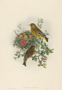 Ligurinus chloris Dzwoniec. Twórcy: John Gould, Henry Constantine Richter. autorstwa John Gould and Henry Constantine Richter John Gould and Henry Constantine Richter