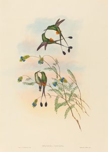 Spathura peruana Peruwiański Rakieta-ogon. Twórcy: John Gould, Henry Constantine Richter. autorstwa John Gould and Henry Constantine Richter John Gould and Henry Constantine Richter