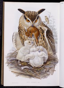 Puszczyk i pisklęta z „Ptaków Europy”, wydana w latach 1832-37 autorstwa John Gould