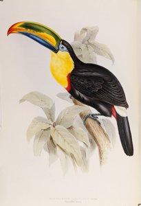 Monografia Ramphastidae, czyli rodzina Tukanów, wydanie pierwsze, opublikowana w 1834 r. autorstwa John Gould