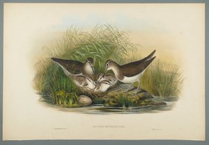 Actitis Hypoleucos - Summer Snipe (kolor lito na papierze tkanym) autorstwa John Gould