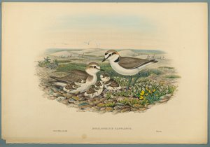 Aegialophilus Cantianus - Sieweczka Kentish (kolor lito na papierze tkanym) autorstwa John Gould