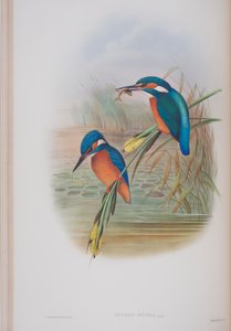 Alcedo Ispida, płyta z The Birds of Great Britain autorstwa Johna Goulda, wydana w latach 1862-73 (litografia ręcznie kolorowana) autorstwa John Gould