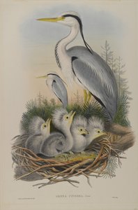 Ardea Cinerea - Czapla autorstwa John Gould