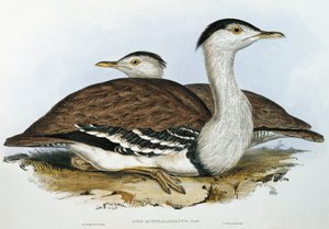 Bustrad australijski (Otis australasianus) autorstwa John Gould