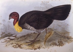 Australijski indyk szczotkowy (Alectura lathami), rycina autorstwa Johna Goulda autorstwa John Gould