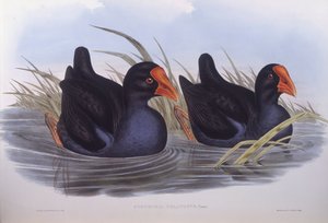 Bagno australijskie (Porphyrio melanotus), rycina autorstwa Johna Goulda autorstwa John Gould