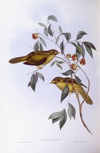 Dzwonnik (Manorina melanophrys), Grawerowanie Johna Gould autorstwa John Gould