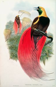 Rajski ptak rytowany przez T. Walter autorstwa John Gould